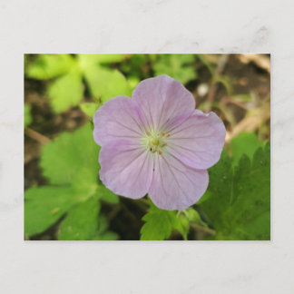 Tarjeta postal de geranio silvestre púrpura, flor