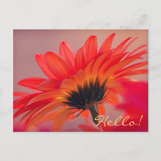Tarjeta postal de Gerber Daisy Photo (Anverso)