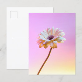 Tarjeta postal de Gerbera blanca