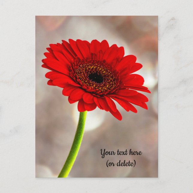 Tarjeta postal de gerbera roja individual (Anverso)