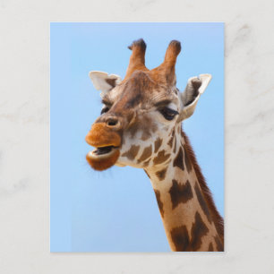 Tarjeta postal de Giraffe Portrait personalizado