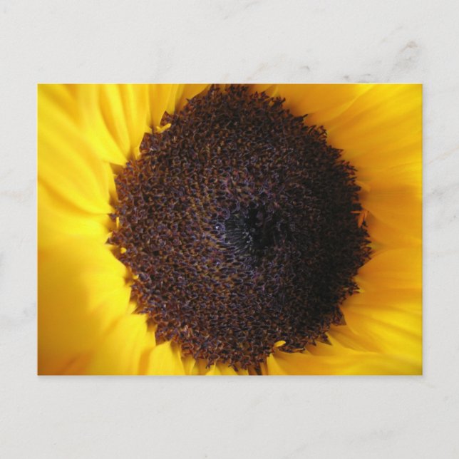 Tarjeta postal de girasol (Anverso)
