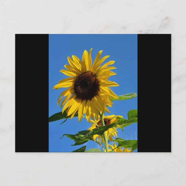 Tarjeta postal de girasol (Anverso)