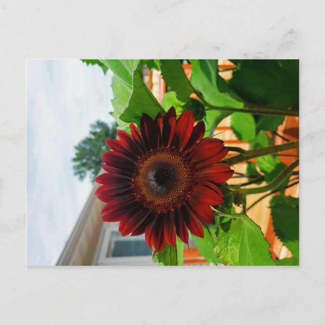 Tarjeta postal de girasol (Anverso)