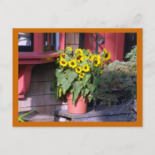Tarjeta postal de girasol
