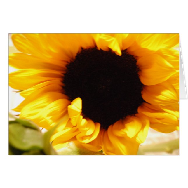 Tarjeta Postal de Girasol Amarillo (Anverso (Horizontal))