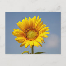 Tarjeta postal de girasol contra cielo azul