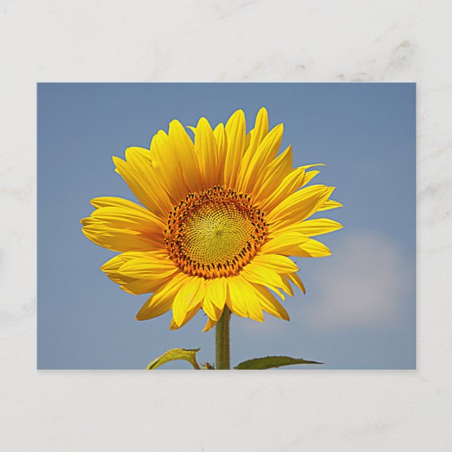 Tarjeta postal de girasol contra cielo azul (Anverso)