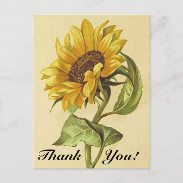 Tarjeta postal de girasol de estilo vintage "¡Grac (Anverso)