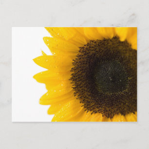 Tarjeta postal de girasol de Petr Kratochvil