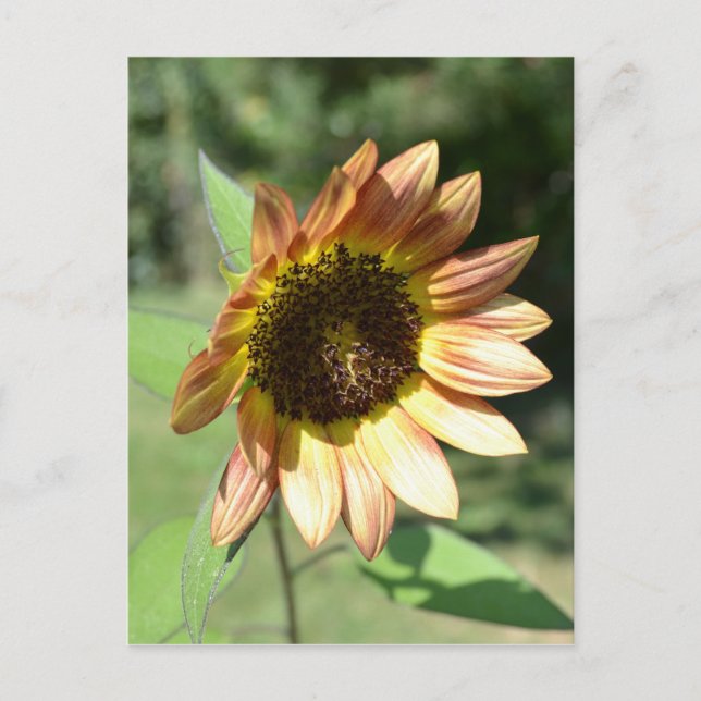 Tarjeta postal de girasol de septiembre (Anverso)