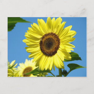 TARJETA POSTAL DE GIRASOL Flores de Verano
