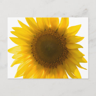 Tarjeta postal de girasol grande