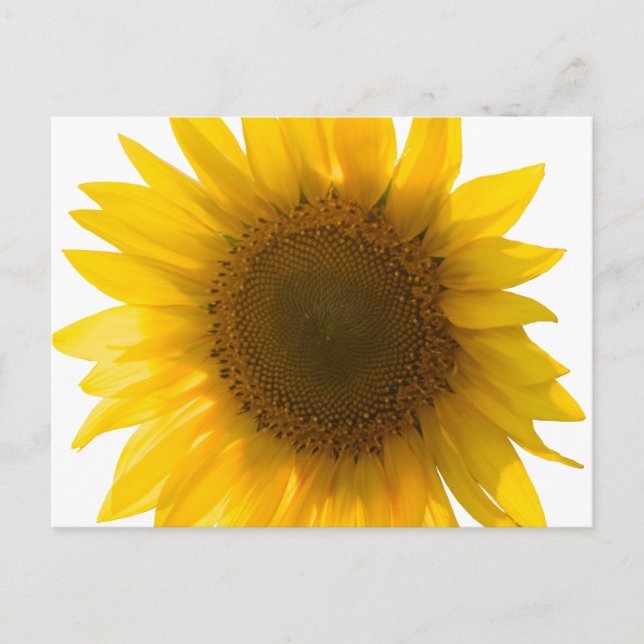 Tarjeta postal de girasol grande (Anverso)