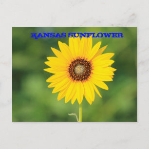 Tarjeta postal de girasol silvestre de Kansas en p
