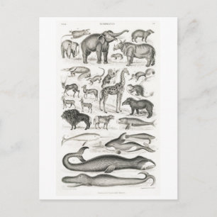 TARJETA POSTAL DE GRÁFICO ANIMAL DE MAMÍAS DE VENT