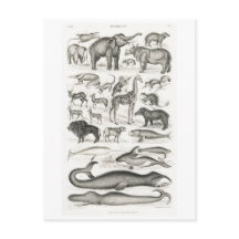 TARJETA POSTAL DE GRÁFICO ANIMAL DE MAMÍAS DE VENT