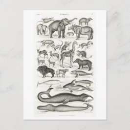 TARJETA POSTAL DE GRÁFICO ANIMAL DE MAMÍAS DE VENT