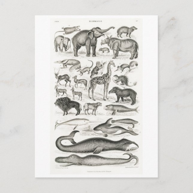 TARJETA POSTAL DE GRÁFICO ANIMAL DE MAMÍAS DE VENT (Anverso)