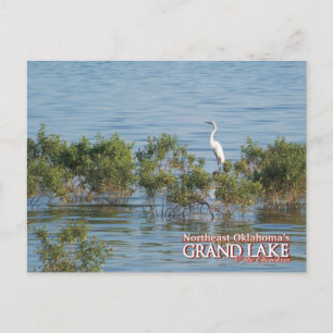 Tarjeta postal de Grand Lake Oklahoma Egret
