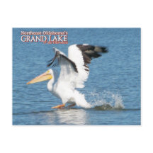 tarjeta postal de Grand Lake Oklahoma pelícano 16v