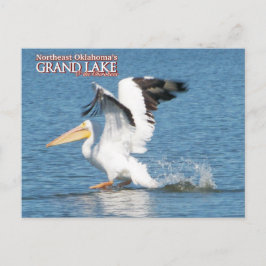 tarjeta postal de Grand Lake Oklahoma pelícano 16v