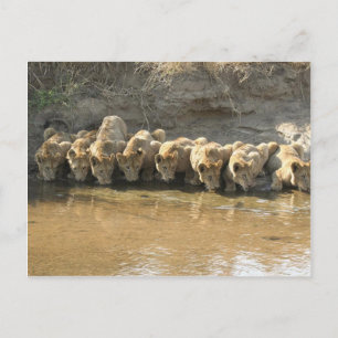 Tarjeta postal de grandes felinos