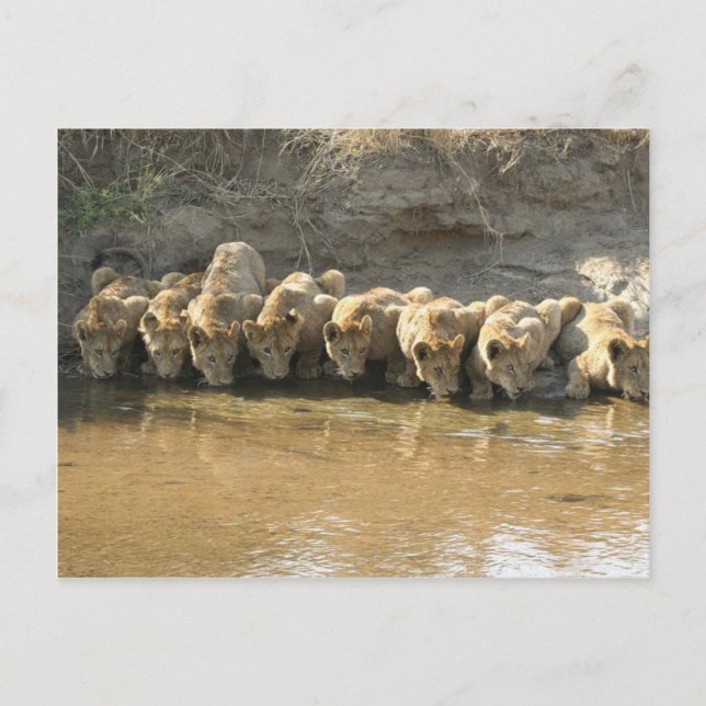 Tarjeta postal de grandes felinos (Anverso)