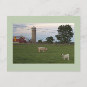 Tarjeta postal de granja de vaca con ternero