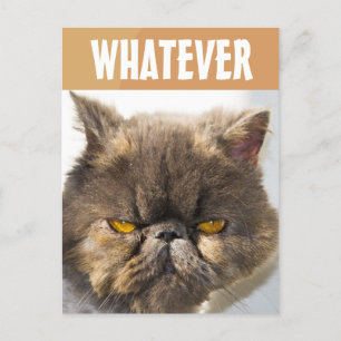 TARJETA POSTAL DE GRUMPY FUNNY CAT PERSA