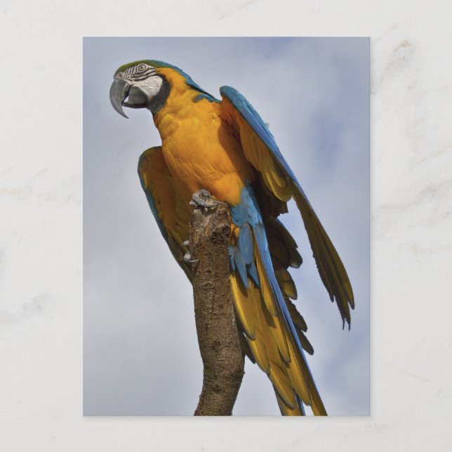 Tarjeta postal de guacamayo azul y amarillo (Anverso)