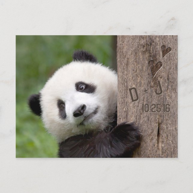 Tarjeta postal de guardar la fecha del Oso Panda (Anverso)