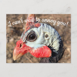 Tarjeta postal de Guinea Fowl