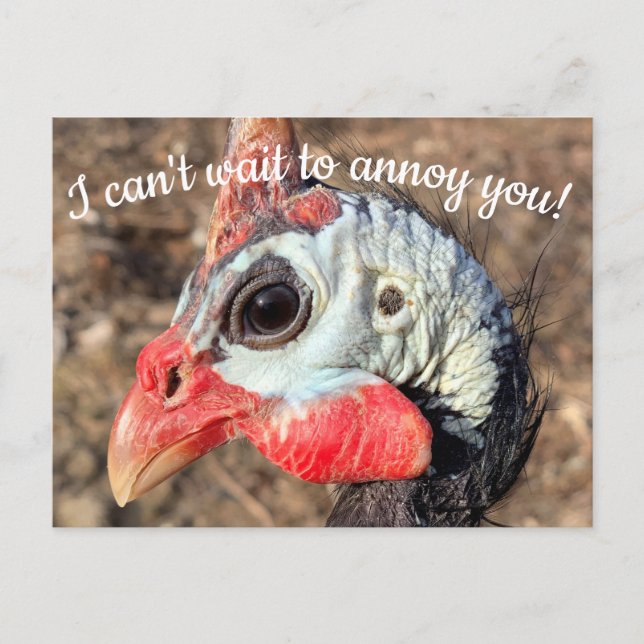 Tarjeta postal de Guinea Fowl (Anverso)