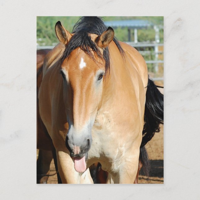 Tarjeta postal de Gulliver Out (Anverso)