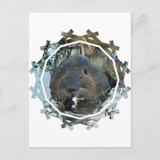 Tarjeta postal de Hábitat para Beavers (Anverso)
