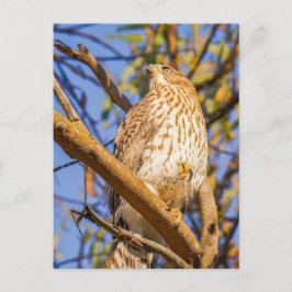 Tarjeta postal de halcón | Arte de la naturaleza d