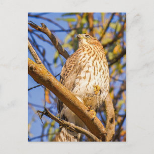 Tarjeta postal de halcón   Arte de la naturaleza d