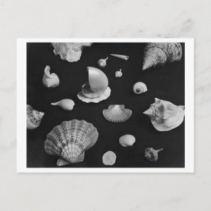 TARJETA POSTAL DE Hamptons 'Seashells'