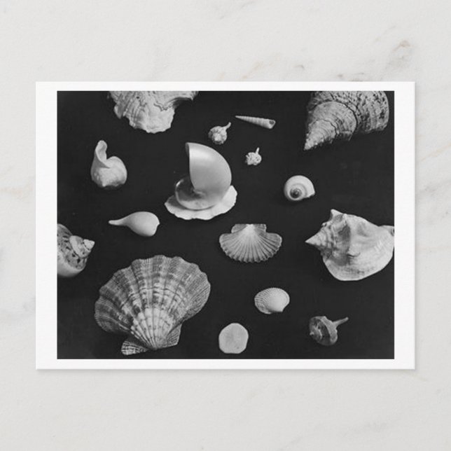 TARJETA POSTAL DE Hamptons 'Seashells' (Anverso)