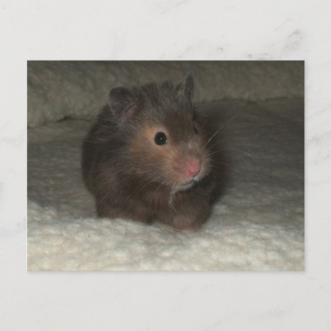 Tarjeta postal de Hamster (Anverso)