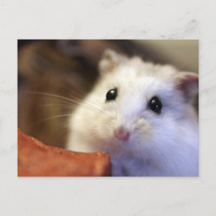 Tarjeta postal de Hamster