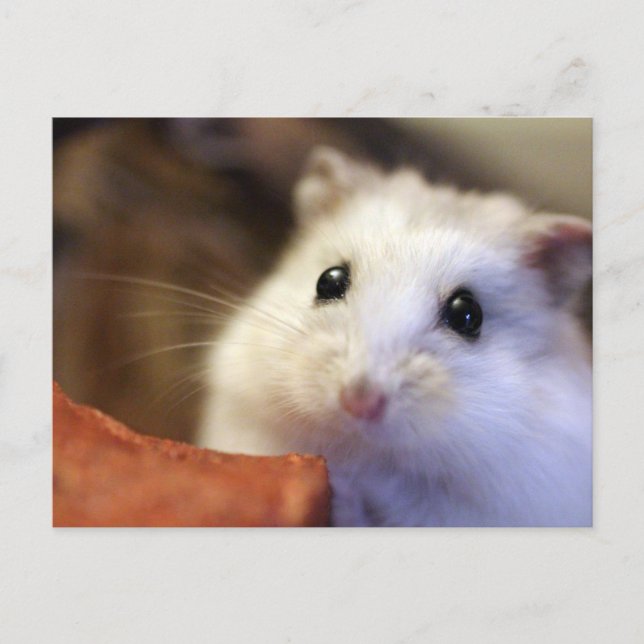 Tarjeta postal de Hamster (Anverso)