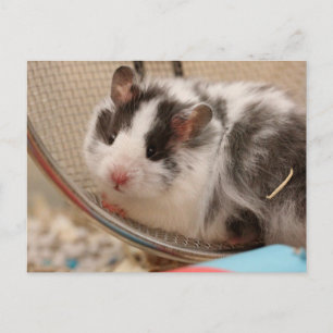 Tarjeta postal de Hamster
