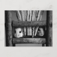Tarjeta postal de Hamster