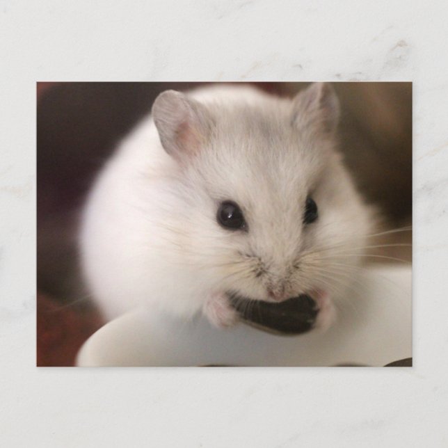 Tarjeta postal de Hamster (Anverso)