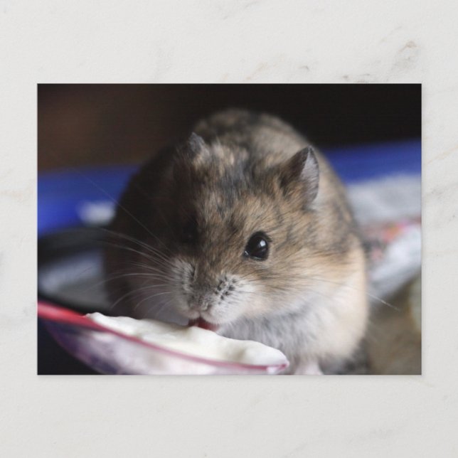 Tarjeta postal de Hamster (Anverso)