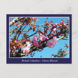 tarjeta postal de hermosa flor de cerezo