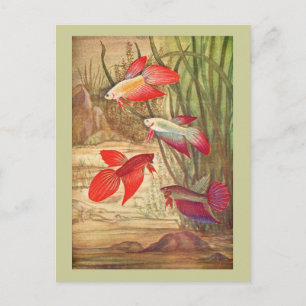 Tarjeta postal de hermosos peces tropicales