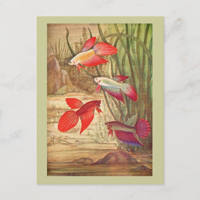Tarjeta postal de hermosos peces tropicales (Anverso)